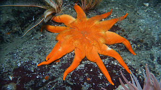 Solaster dawsoni