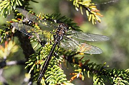 Somatochlora septentrionalis