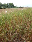 Growing in fallow land