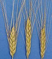 Emmer (Triticum turgidum subsp. dicoccum)