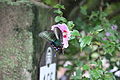 Ein Schmetterling in Gyeongju