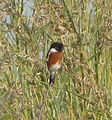 Afrikanisches Schwarzkehlchen (Saxicola torquatus)