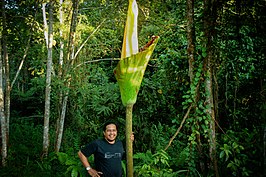 Amorphophallus gigas