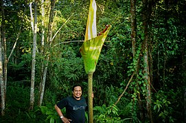 Tropical Rainforest Heritage of Sumatra