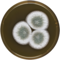 Aspergillus pseudoustus growing on MEAOX plate