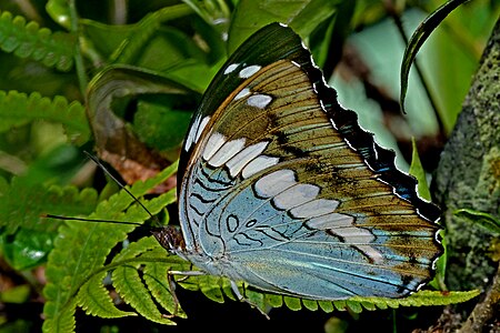 Ventral view