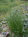 Crocus cartwrightianus 'Albus' leaves