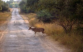 Axishirsch (Chital) im Sariska-Nationalpark