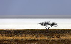 Blick über die verdorrte Savanne auf die Etosha-Pfanne