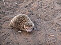 Kleine egeltenrek in het Renialareservaat nabij Ifaty in Zuidwest-Madagaskar