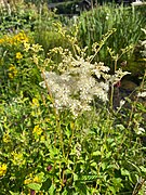 Echtes Mädesüß (Filipendula ulmaria)