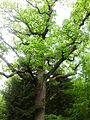 Die über 250 Jahre alte „Opa“-Eiche am Waldlehrpfad
