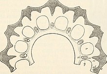 Dwarsdoorsnede stengel. Vergr. 30x. — e Epidermis; sc Sclerenchym van de ribben, waartussen de groeven (scl) zonder onderbreking overgaand; g Vaatbundel; c Carinale holte; v Valleculaire holte; sa buitenste en si binnenste schede, het verloop met een stippellijn aangegeven.