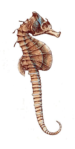 Hippocampus breviceps