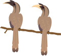 Indian Grey Hornbill