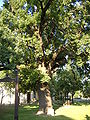 Makó, Macaristan'daki Gyula Juhász anıt ağacı