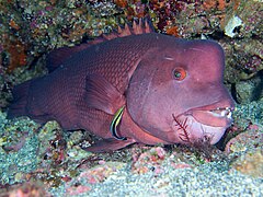 Attended by a bluestreak cleaner wrasse