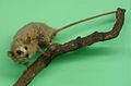 Linnaeus's mouse opossum