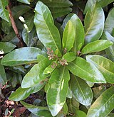 Did you know that the main threat to Pisonia brunoniana (pictured) in New Zealand is cutting by people trying to prevent small songbirds from getting trapped by its very sticky seeds? (13 May 2007)