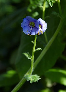 Polemonium caeruleum virága