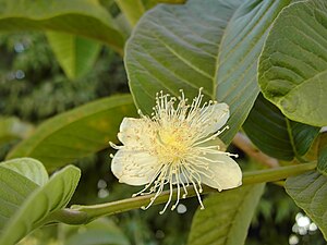 Γκουάβα από μήλο (Psidium guajava)