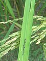 Rice Bug eggs