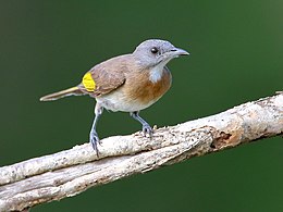 Rozsdacsíkos mézevő (Conopophila albogularis)