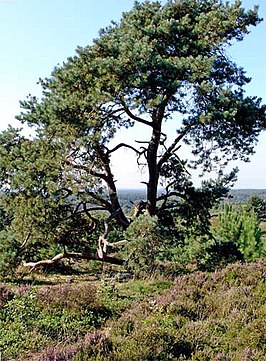 Nationaal Park Sallandse Heuvelrug - Holterberg