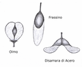 Image 34Wind dispersed seed of elm (Ulmus), ash (Fraxinus) and maple (Acer) (from Tree)