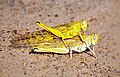 Mating of adult desert locusts (photo FAO-DLIS)