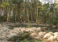 Natuurgebied (moeras) Schwarzes Moor bei Resse