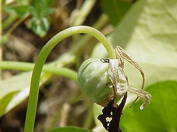 Immature fruit