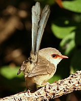 Variegated Fairy-wren, female