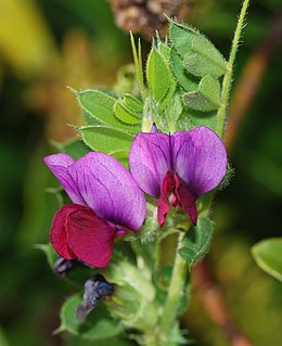 Vicia sativa, a nemzetségcsoport egyik faja