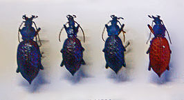 Carabus lafossei