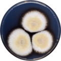 Aspergillus quadrilineatus growing on CYA plate