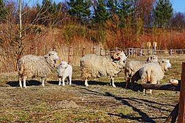 Blumberger Mühle -Ostpreußische Skudde-