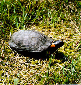 Mühlenbergs schildpad