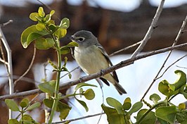 Cassins vireo