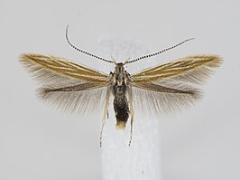 Coleophora gardesanella