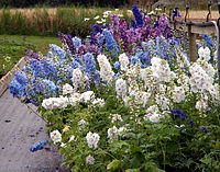 Delphinium 'Magic Fountain', een cultivar