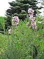 Erica terminalis