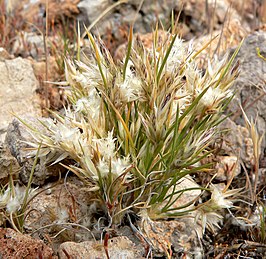 Dasyochloa