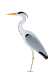 Ardea cinerea