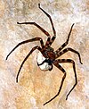 Heteropoda