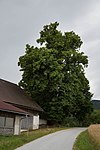 Winterlinde (Tilia cordata)