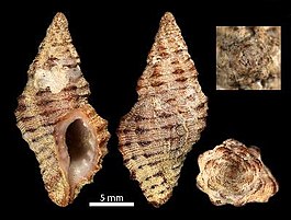 Muricopsis (Muricopsis) omanensis