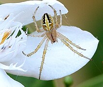 Neoscona theisi Queensland, Australia