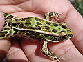 A Northern Leopard Frog