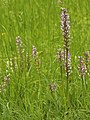 Orchis militaris und Listera ovata